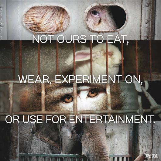 not_ours_to_eat_wear_experiment_on_or_use_for_entertainment-pict