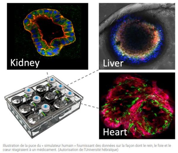 animalfreeresearchuk